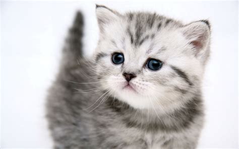 Cat cat and mouse cute. Cute kitten Desktop wallpapers 1680x1050