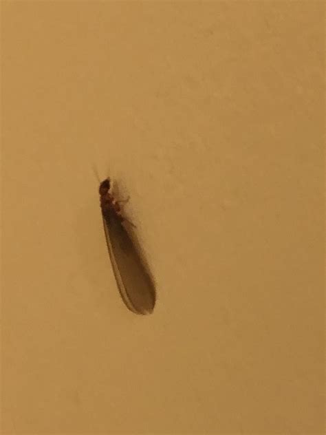 Saw This Big And Was Concerned If It Was A Termite Please Dont Tell Me