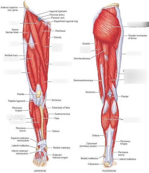 Writer & journalist read full profile if you suffer from weakness in your legs, you know y. Hip Muscles Diagram - Hip Muscles Diagram Graph Diagram ...