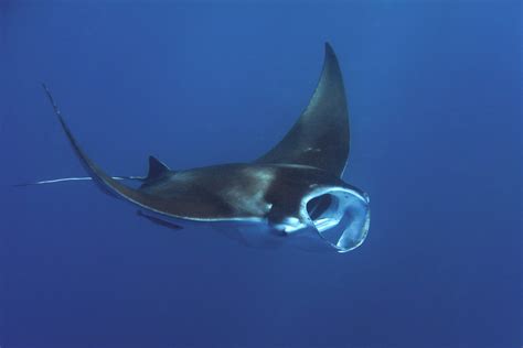 Ecology And Conservation Of Reef Manta Rays In Mayotte Marine