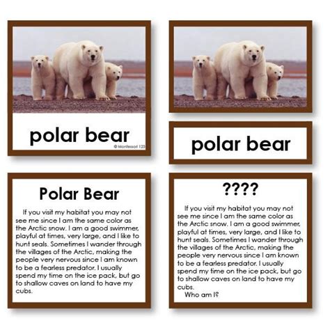 Zoology Who Am I 3 Part Cards Arctic Mammals Montessori123