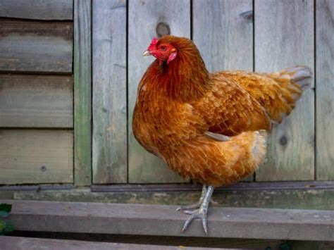 ameraucana chicken chicken breed complete guide 2024 northern nester