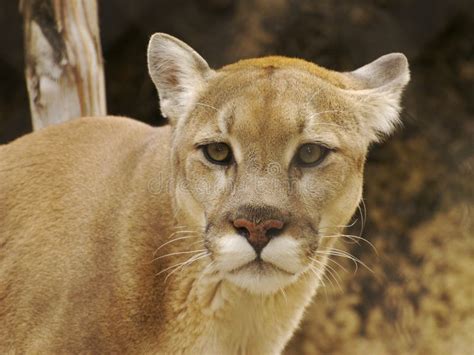 882 Powerful Cougar Stock Photos Free And Royalty Free Stock Photos