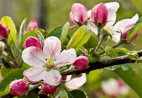 Apple Blossom Wallpapers Top Free Apple Blossom Backgrounds