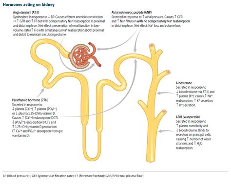 Nephron Function Diagram