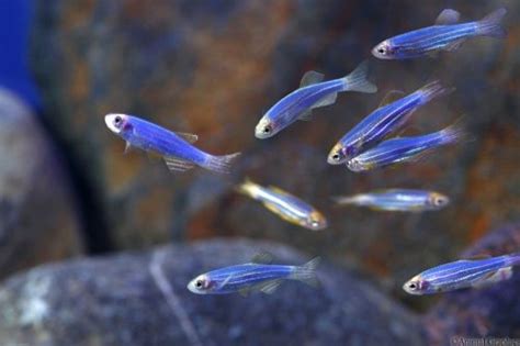 Glofish Blue Danio Packs Of 5 Aquaticheavens