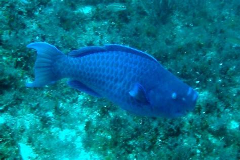 Blue Parrotfish Facts