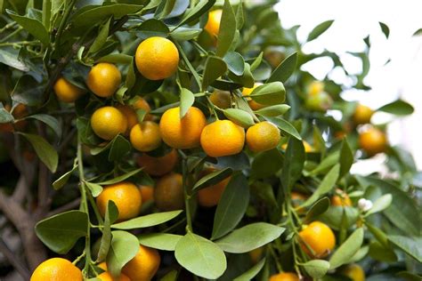 Buy Mandarin Orange Citrus Reticulata Fruit Tree Seeds Indoor Plant In