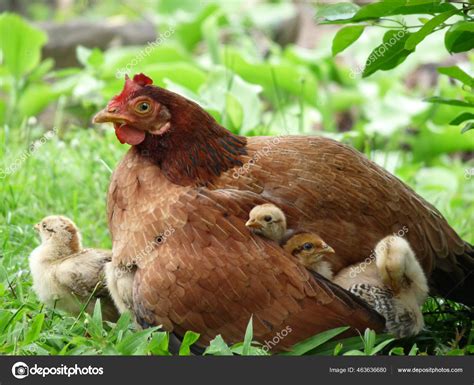 La Mama Gallina Y Sus Pollitos Tercera Eposha Mama Gallina Y Sus Pollitos Chickens And