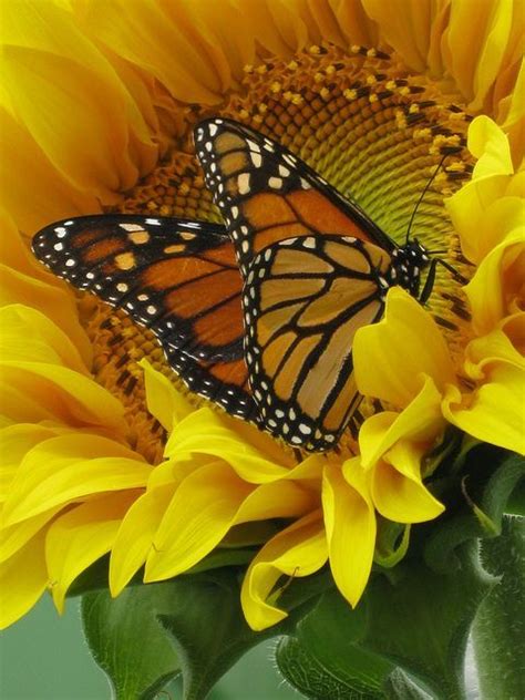 Sunflower And Monarch Butterfly Penny Collins Butterfly Kisses