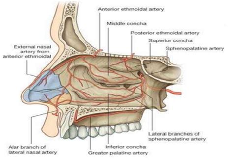 Anatomy Head And Neck Sphenopalatine Artery Article