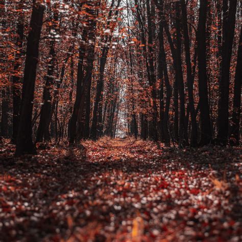 Download Wallpaper 2780x2780 Forest Trees Path Autumn Nature Ipad