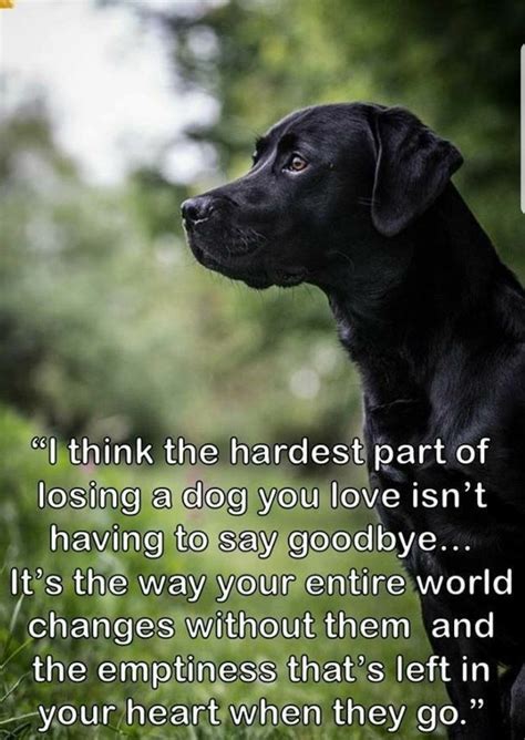 Pin By Susan On Pet Quotes Losing A Dog Dog Quotes Love Dog Lover