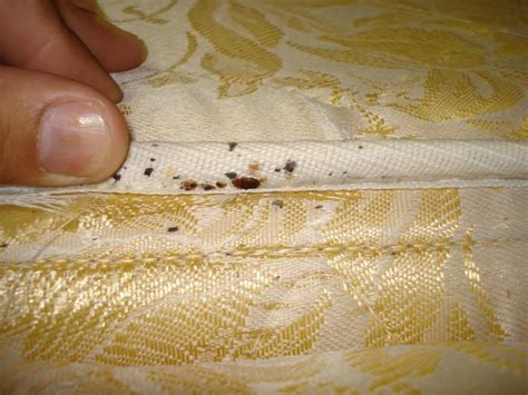 Your Unwanted Bedmate Bed Bugs By Our Student Pharmacist For July