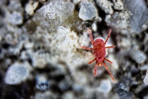 What Are Clover Mites