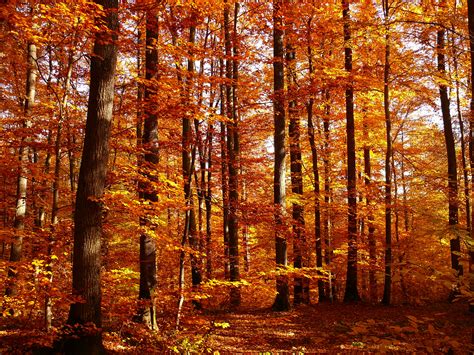 Free Images Landscape Tree Branch Sunlight Leaf Season