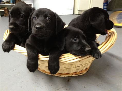 Cute Puppy Dogs Black Labrador Retriever Puppies