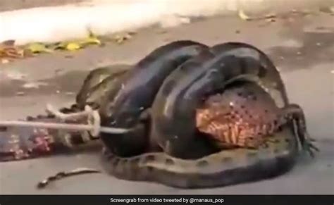 Anaconda Attacks Alligator Viral Video Anaconda Tries To Swallow