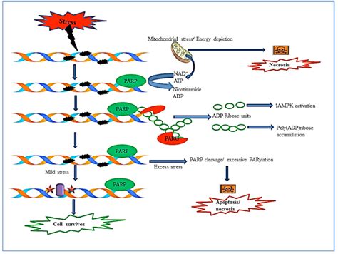 Mechanism Of Action Of Parpparg Parp 1 Binds To Break Dna Strand And
