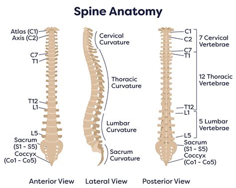 Spine Procedures Premier Brain And Spine