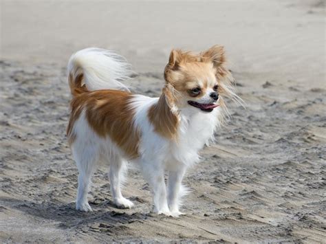 Check spelling or type a new query. Ab in den Urlaub: Das muss ins Hundegepäck