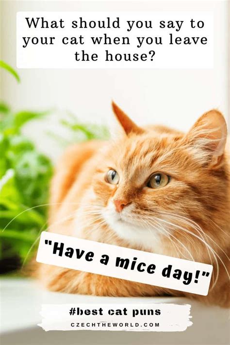 205 Best Cat Puns And Jokes That Are Simply Paw Some