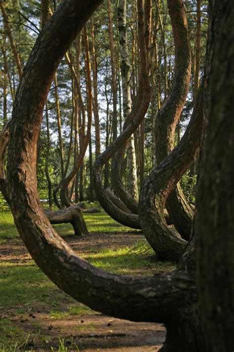 The Crooked Forest Poland Jada Cook