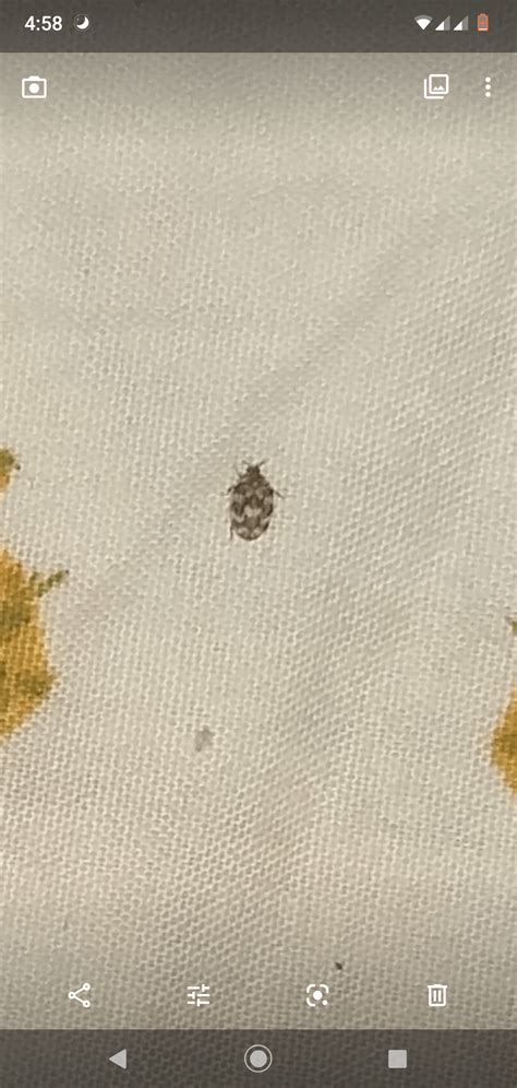 What Is This Bug I Found This Crawling On My Bed Its Kind Of Got