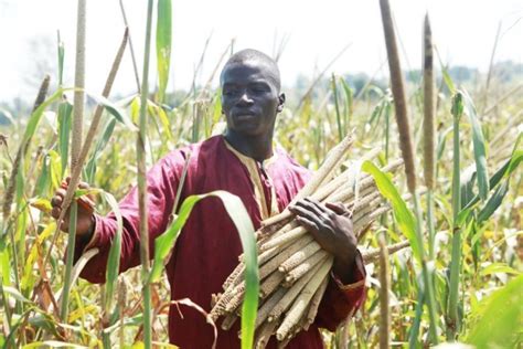 Les Producteurs De Mil Du Sénégal Triplent Leurs Rendements Grâce Aux