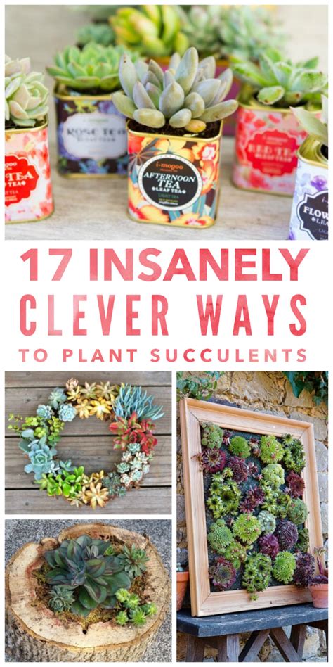 17 Insanely Clever Ways To Plant Succulents