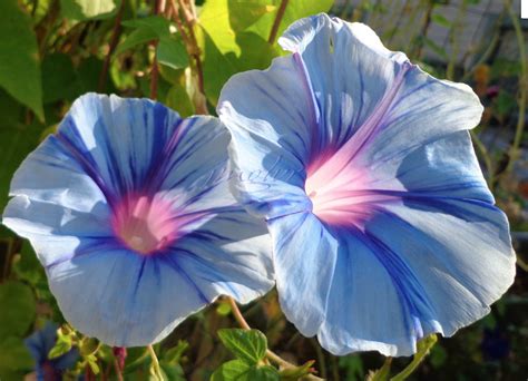 Pin by Carol Austin on morning glory | Morning glory vine, Morning glory flowers, Blue morning glory