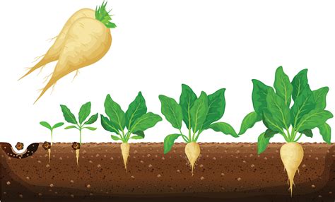Sugar Beet Growth Stages Infographic Development And Productivity Of