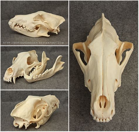 Wolf Skull By Seriousbadger On Deviantart
