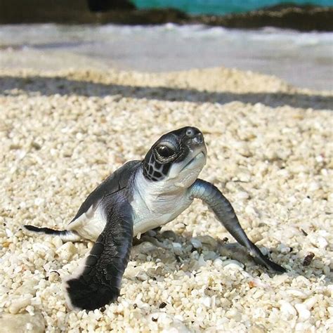 Geographicwild Cute Baby Turtles Baby Sea Turtles Cute Animals