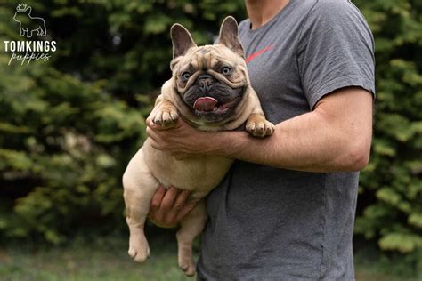 9 Fascinating Facts About French Bulldogs Tomkings Kennel
