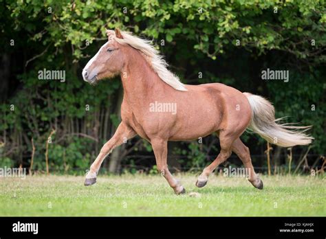 Icelandic Horse Chestnut Gelding Trotting On A Pasture Germany Stock