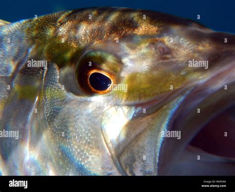 Macro Closeup Eye And Head Of Amberjack Fish Seriola Dumerili In Its