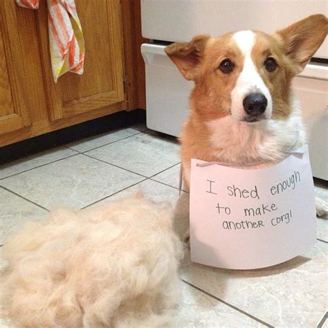 These 18 Hilarious Dog Shaming Photos Of Corgi Puppies Are Just So Cute