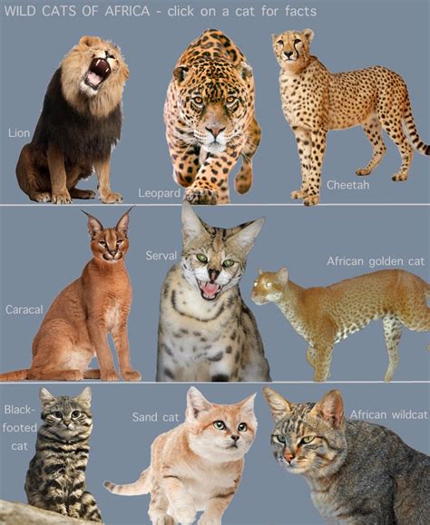 Wild Cats List And Pictures Idalias Salon