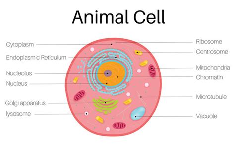 Microtubules In Animal Cell Diagram Animal Cell Diagram In Detail