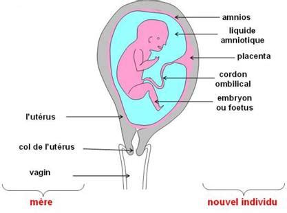 D Veloppement Embryonnaire La F Condation Et Le Devenir De L Uf