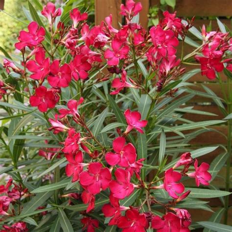 Red Oleander Star Nursery Garden And Rock Centers