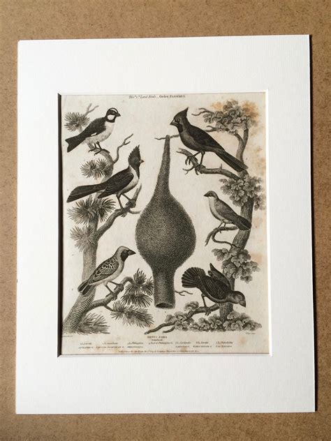 1819 Original Antique Engraving Ornithology Grosbeak Varieties And