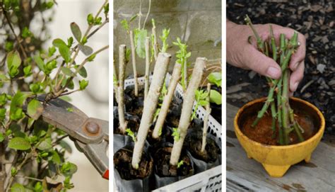 list of plants to propagate from hardwood cuttings