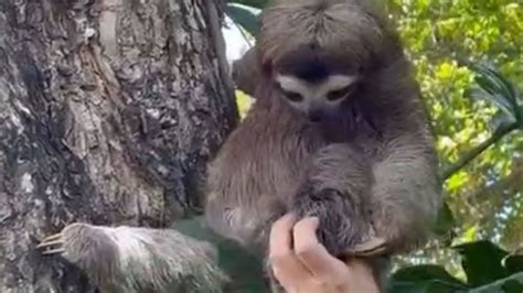 Watch As This Baby Sloth Is Reunited With Its Mother Youtube