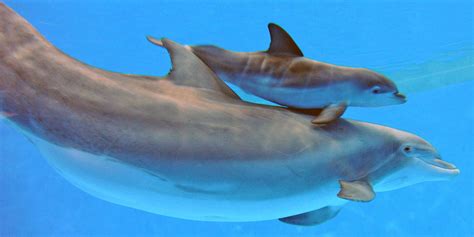 Brookfield Zoo Welcomes New Baby Dolphin Photos Huffpost