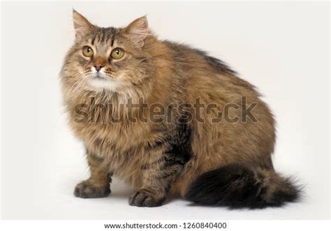Big Beautiful Fluffy Brown Cat On Stock Photo 1260840400 Shutterstock