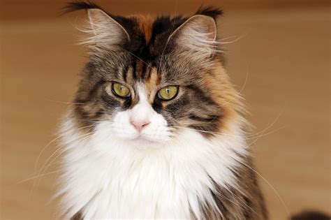 Cat Breeds With Ear Tufts With Pictures Pet Keen