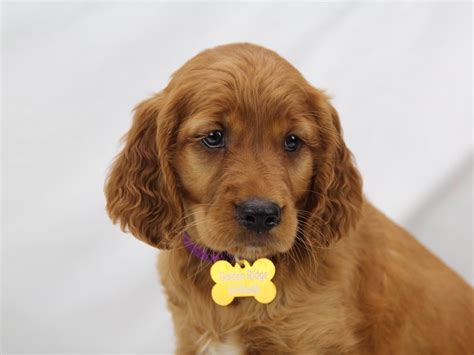 Vip puppies works with responsible golden retriever breeders across the united states. Remi's Golden Irish Puppies June 2018 - Golden Ridge Hi-Breds