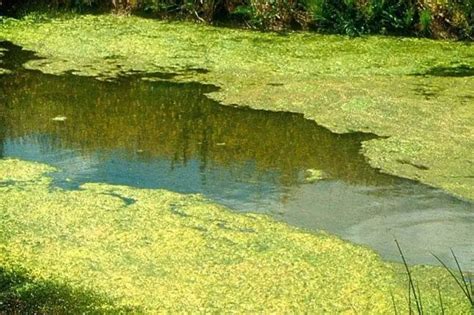 7 Kinds Of Pond And Lake Algae Lake Management Inc